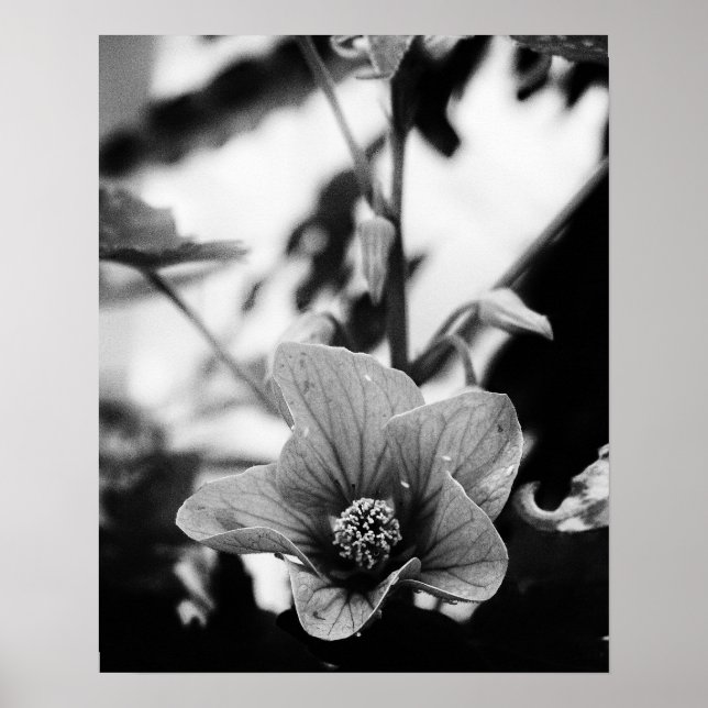 Black and White Floral Photography Poster (Front)