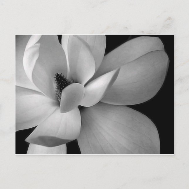 black-and-white-flower-7256-hd-wallpapers.jpg postcard (Front)