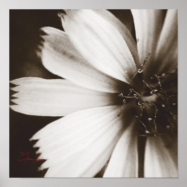 Black and White Flower Macrophotography Poster (Front)