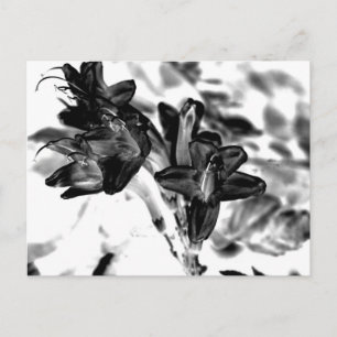 Black and white flower postcard