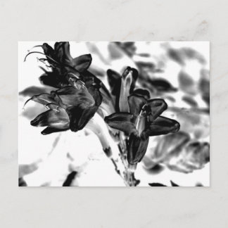 Black and white flower postcard