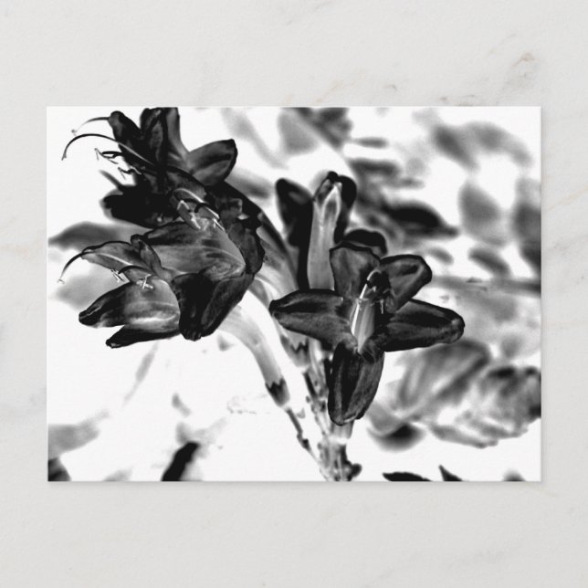 Black and white flower postcard (Front)