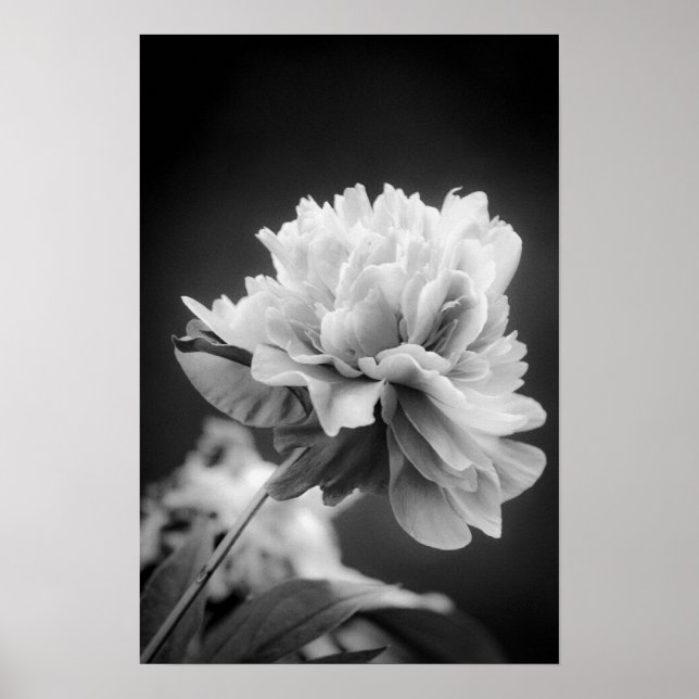 Black and White Flower Poster (Front)