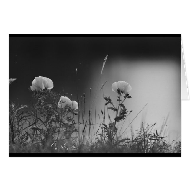 Black and white flowers (Front Horizontal)
