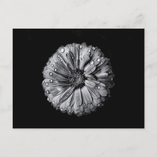 Black And White Flowers 10 Postcard