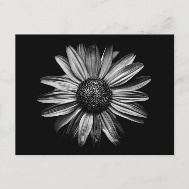 Black And White Flowers 18 Postcard (Front)