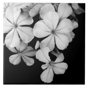 Black and white flowers close-up tile