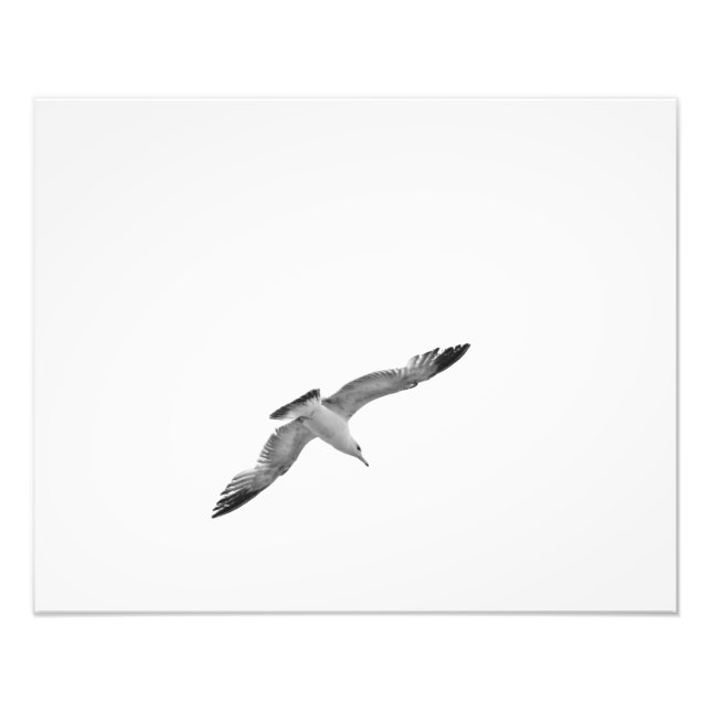 Black and White Flying Seagull 2 Photo Print (Front)