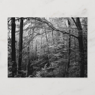 Black and White Forest Postcard