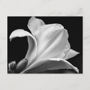 Black and White Freesia Postcard