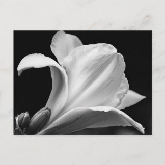 Black and White Freesia Postcard