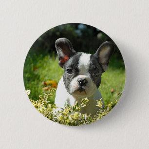 Black and White French Bull Dog Puppy 6 Cm Round Badge
