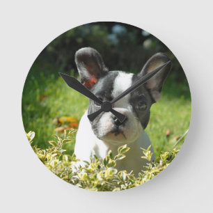 Black and White French Bull Dog Puppy Round Clock