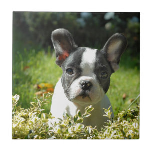 Black and White French Bull Dog Puppy Tile