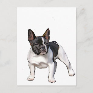 BLACK AND WHITE FRENCH BULLDOG POSTCARD