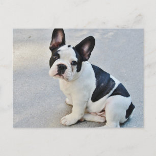 Black and White French Bulldog Postcard