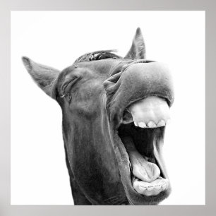 Black and white funny horse animal photo poster