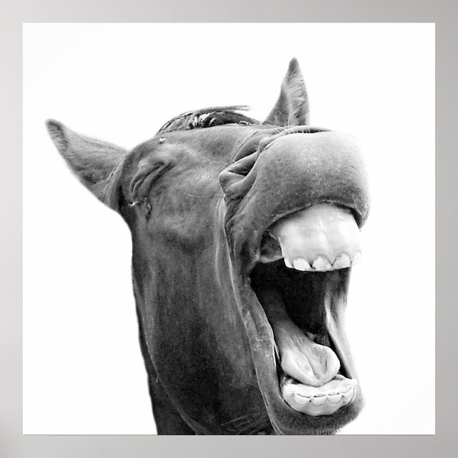 Black and white funny horse animal photo poster (Front)