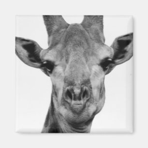 Black and White Giraffe Photograph Magnet