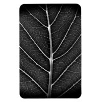 Black and white glowing leaf close-up