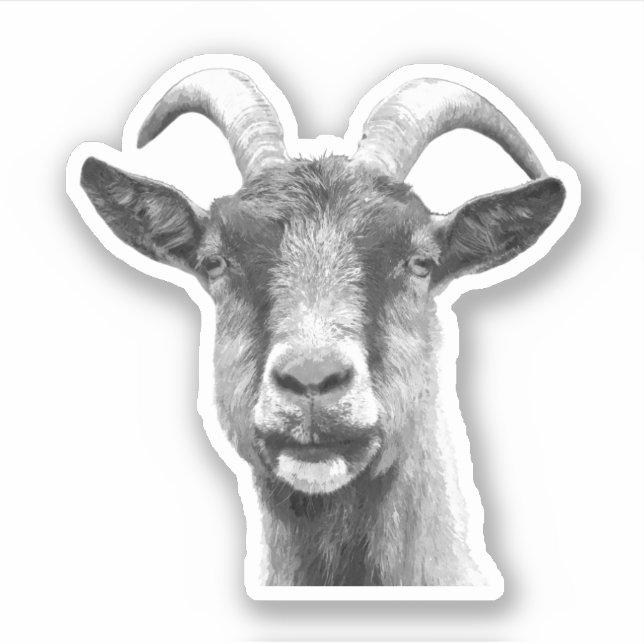 Black and White Goat (Front)