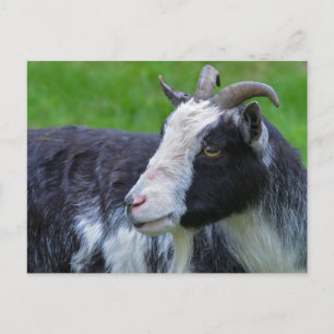 Black and white goat postcard