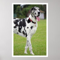 Black and White Great Dane