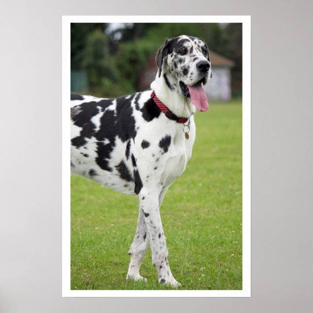 Black and White Great Dane Poster (Front)