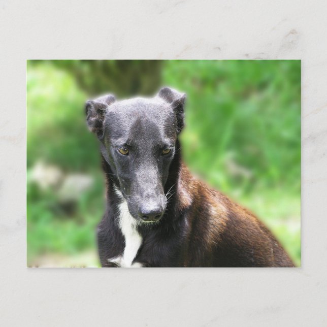 Black and White Greyhound dog Postcard (Front)