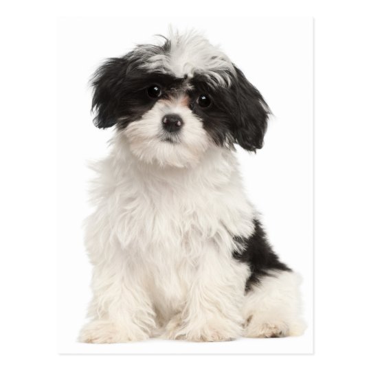 Havanese Magnet Cute Handmade Puppy Dog Gifts Accessories and Kitchen Home Decor