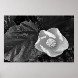 Black and White Hibiscus Flower Poster