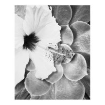 Black and White Hibiscus