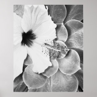 Black and White Hibiscus Poster