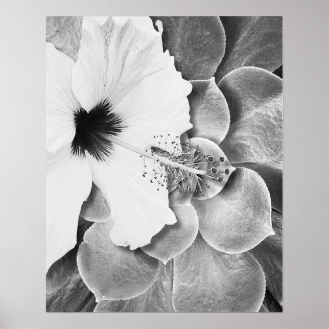 Black and White Hibiscus Poster (Front)