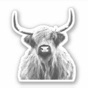 Black and White Highland Cow