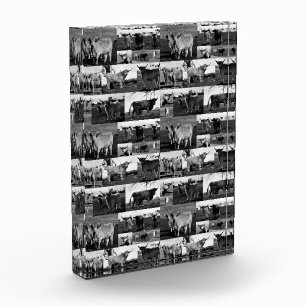 Black And White Highland Cow Photography,  Photo Block