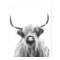 Black and White Highland Cow