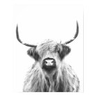 Black and White Highland Cow