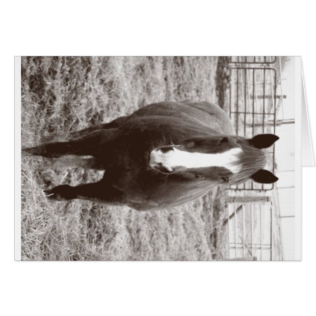Black and white horse (Front Horizontal)