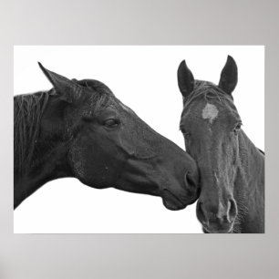 Black and white horse animal equestrian photo poster