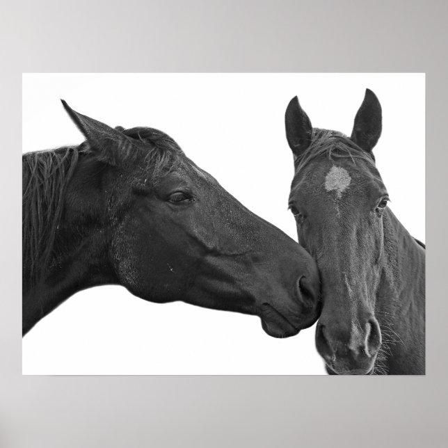 Black and white horse animal equestrian photo poster (Front)
