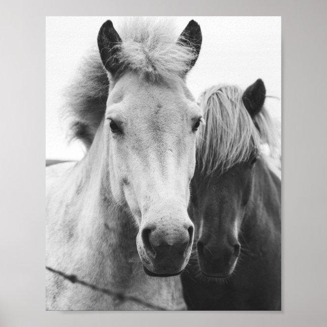 Black and white Horse photography Poster (Front)