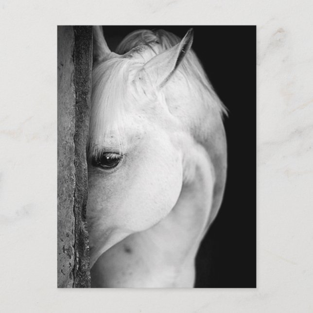 Black and white horse postcard (Front)