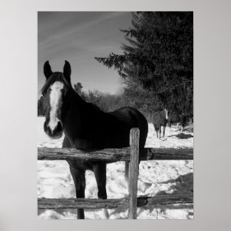 Black and White Horse Poster