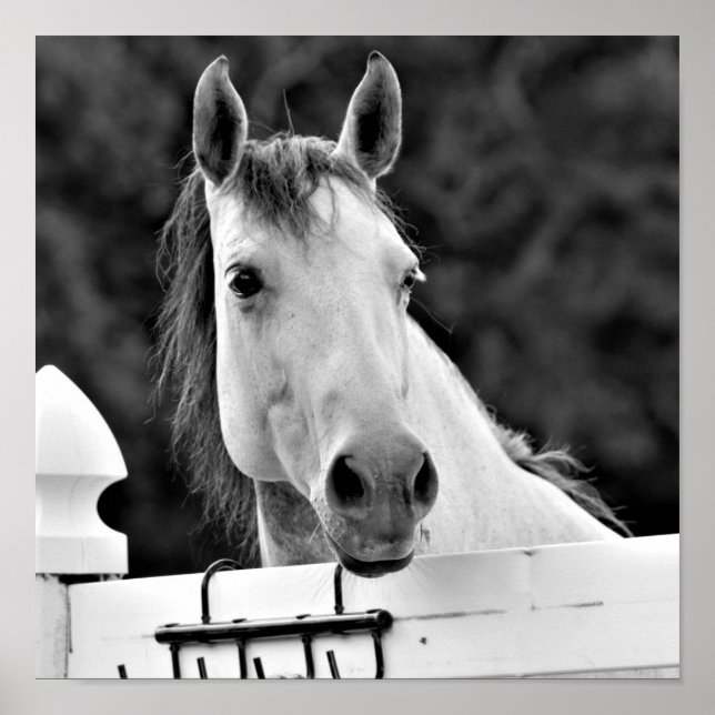 Black and White Horse Poster (Front)