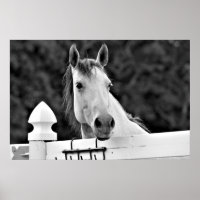 Black and White Horse