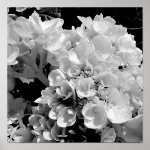 Black and White Hydrangea Floral Photography Print