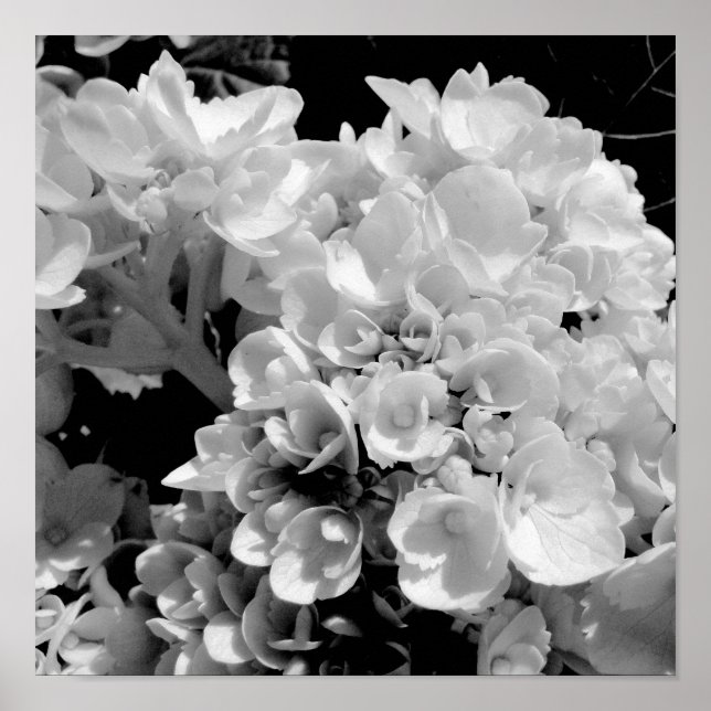 Black and White Hydrangea Floral Photography Print (Front)