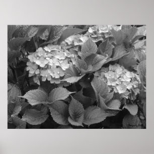 Black and White Hydrangeas Poster
