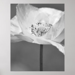 Black and White Iceland Poppy Flower Photography Poster